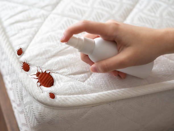 Trusted Park City, IL Pest Control Experts